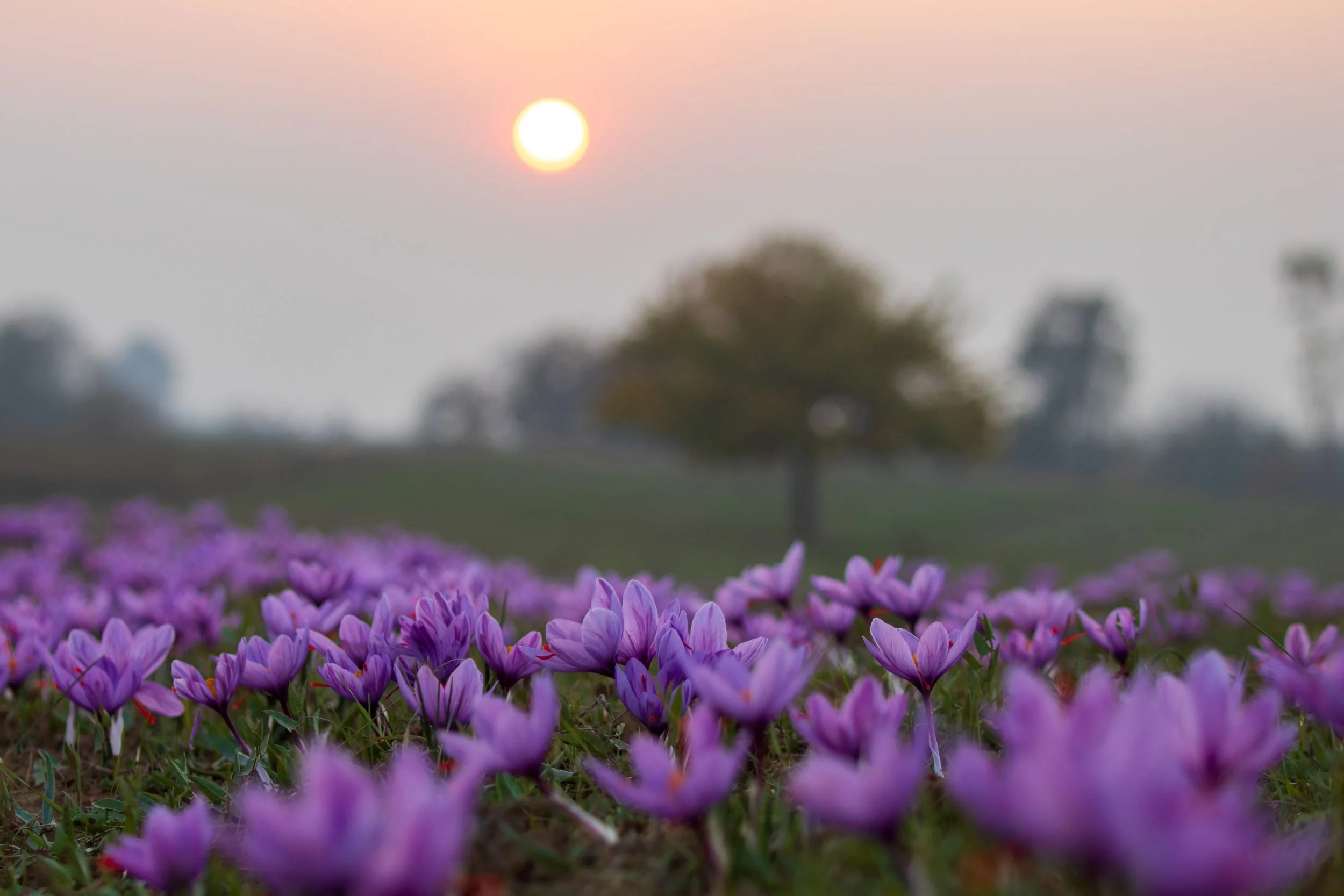 Day Trip to Pahalgam enroute : Saffron fields, Saffron market, Cricket bat factory and Apple orchards