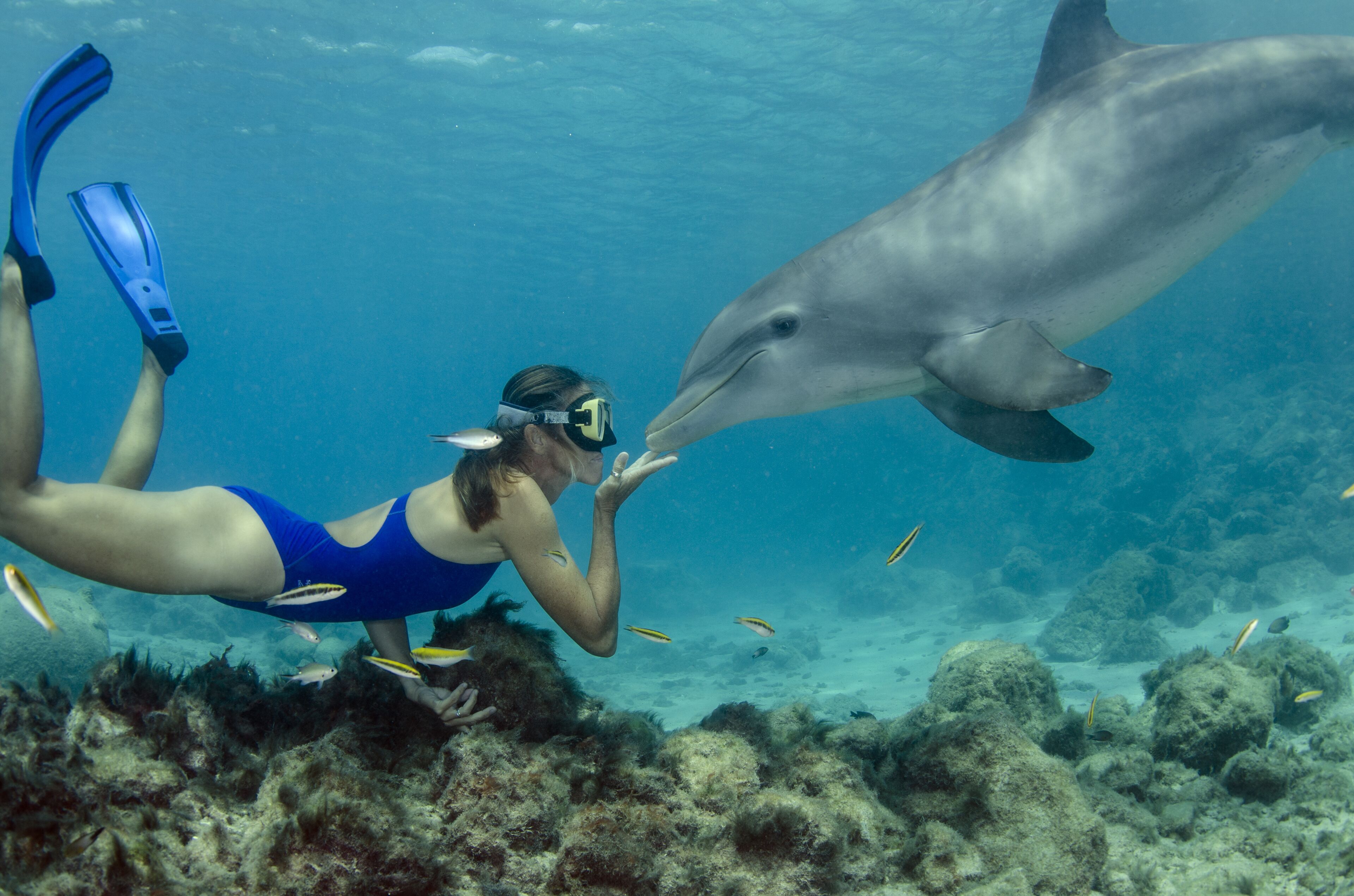 Dolswim - Dolphins Encounter With Private Transfers
