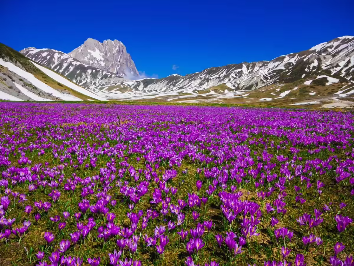 Flavours of Kashmir Pahalgam Day Trip with Saffron Fields and Apple Orchards