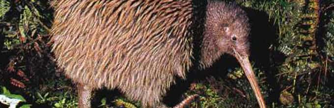 Double delights of Willowbank Tour and Maori Concert