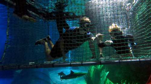 Kelly Tarlton Shark Cage Experience