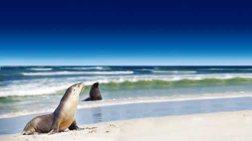 Happy day out at the Kangaroo Island with a fun tour amidst natural highlights