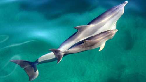 Dolphin Watching Cruise and Swimming Experience