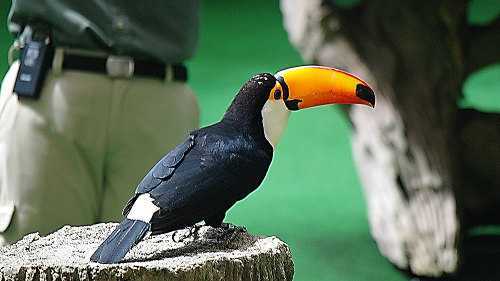 Jurong Bird Park with a tram ride on private basis (Closed from Jan 3 2023)