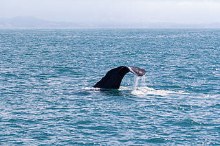 Dolphin Encounter Swimming experience - Up-close introduction to marine mammals