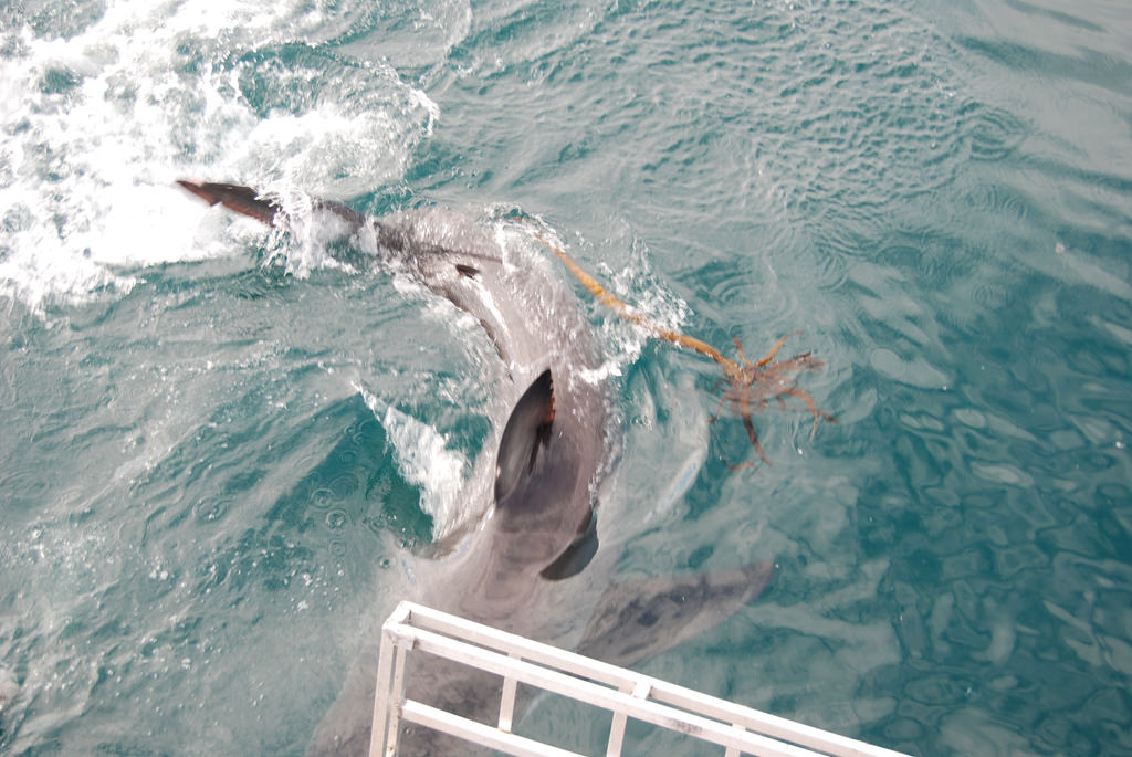 Adrenaline rush filled shark cage diving experience at Gansbaai