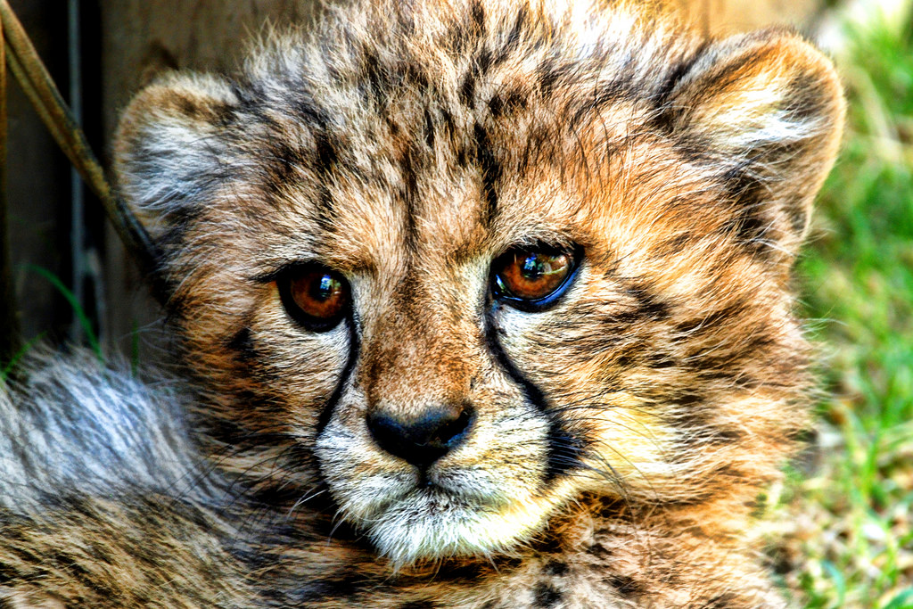 Heartwarming time out at the Cango Wildlife Ranch