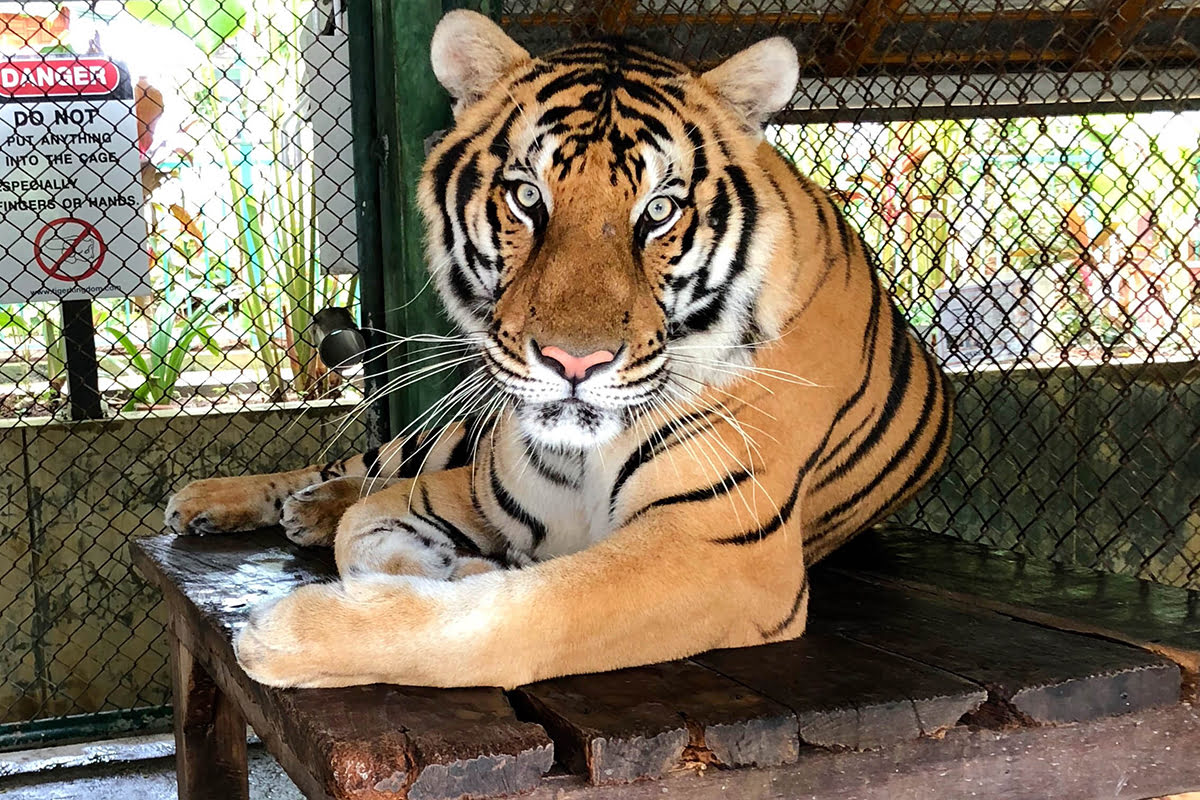 Phuket-Tiger Kingdom - Medium Tiger and Entry with Private Transfer (Over 15 years)