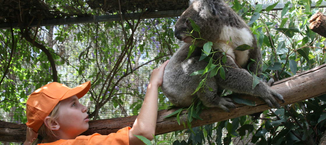 Peel Zoo Entry