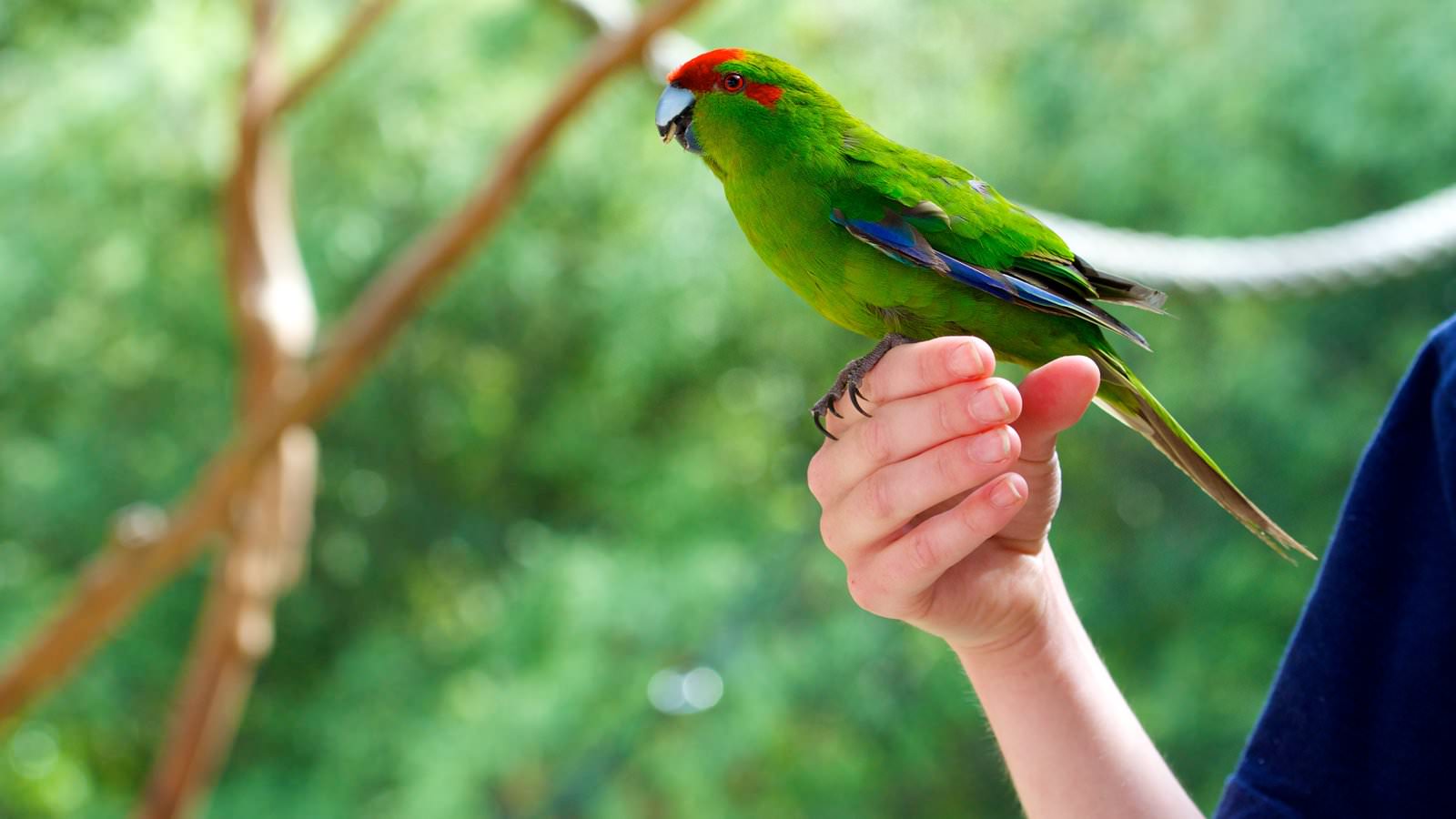 Kiwi Birdlife Park