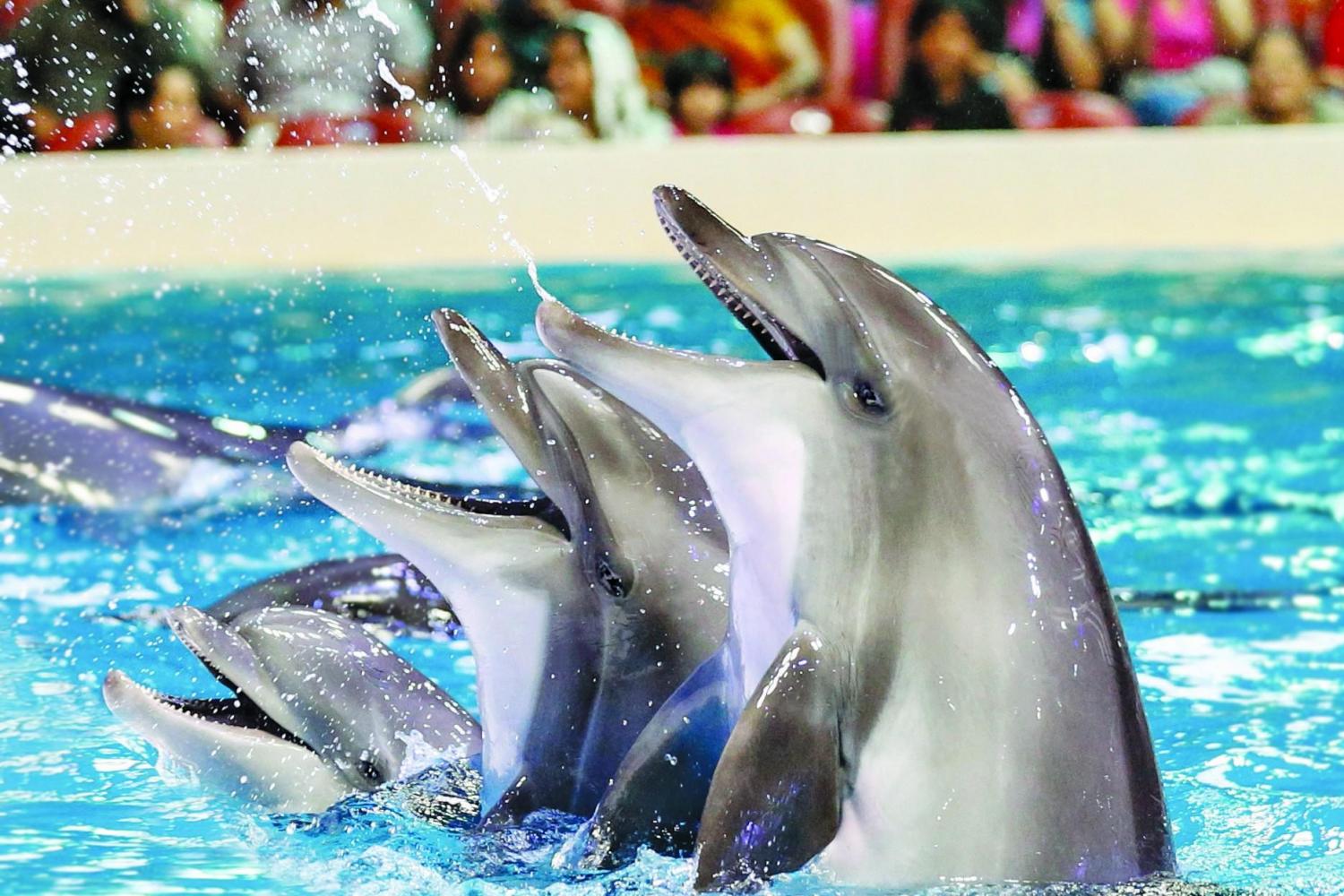 Dubai Dolphinarium - Bird Show-Ticket Only
