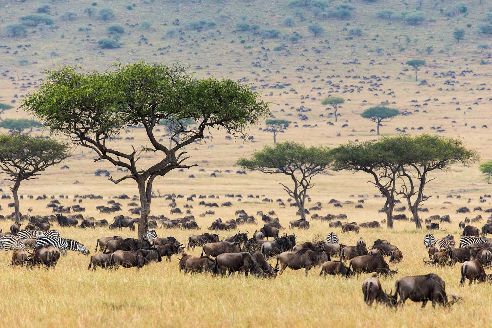 Afternoon Game Drive in Masai Mara