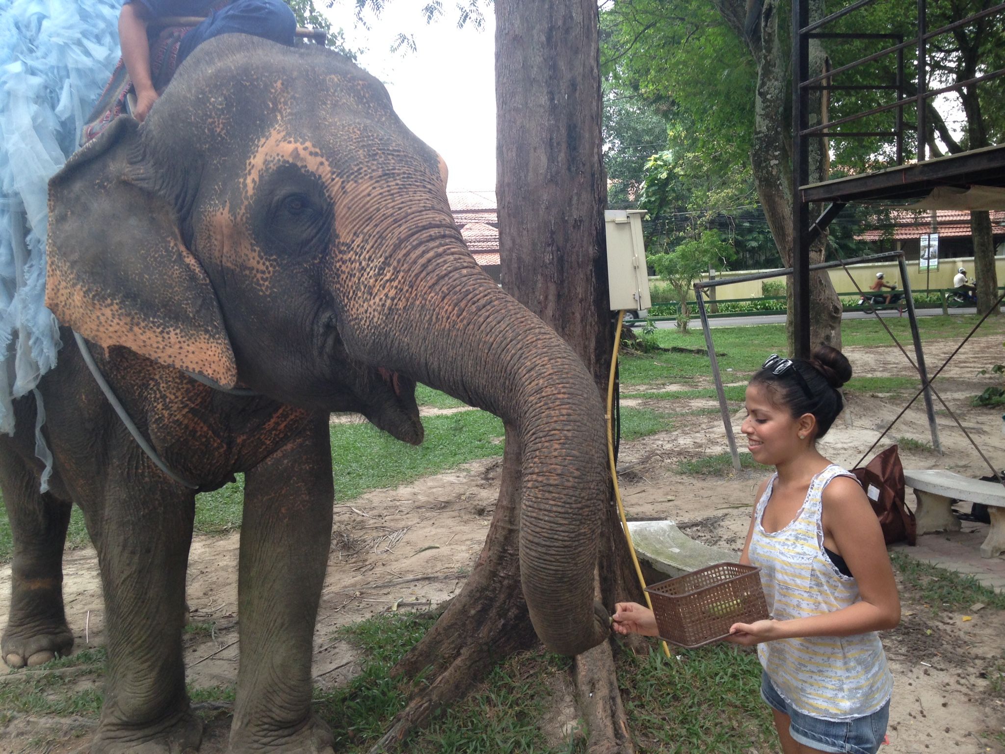 Phuket-Feeding and walk Elephant 30 min. (Shared Transfer)- (FW)