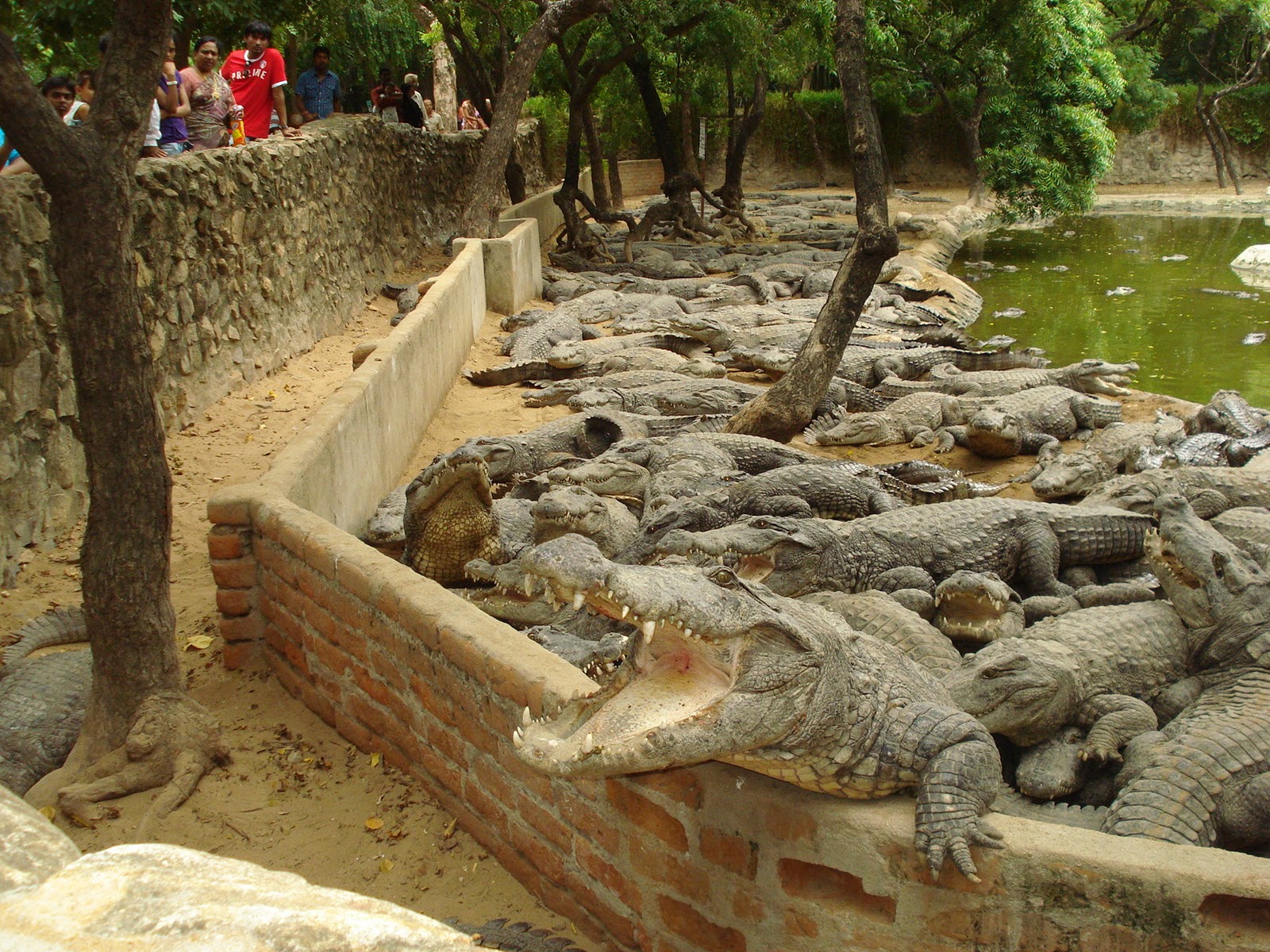 Pattaya-Stone Park & Crocodile Farm With Private Transfer