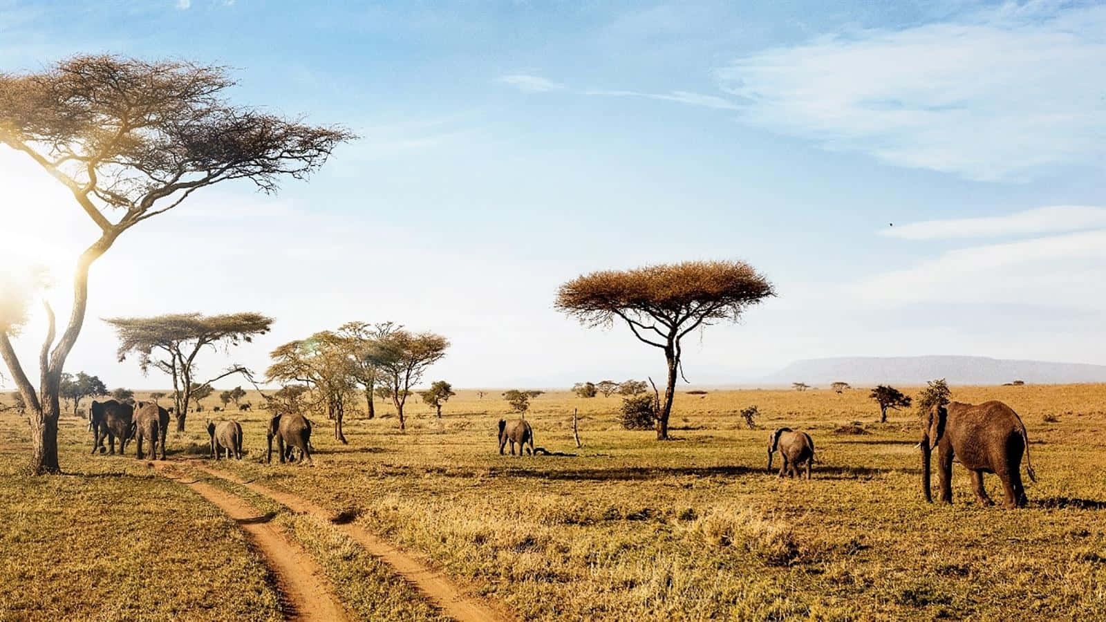 Afternoon Game Drives at Serengeti National Park 
