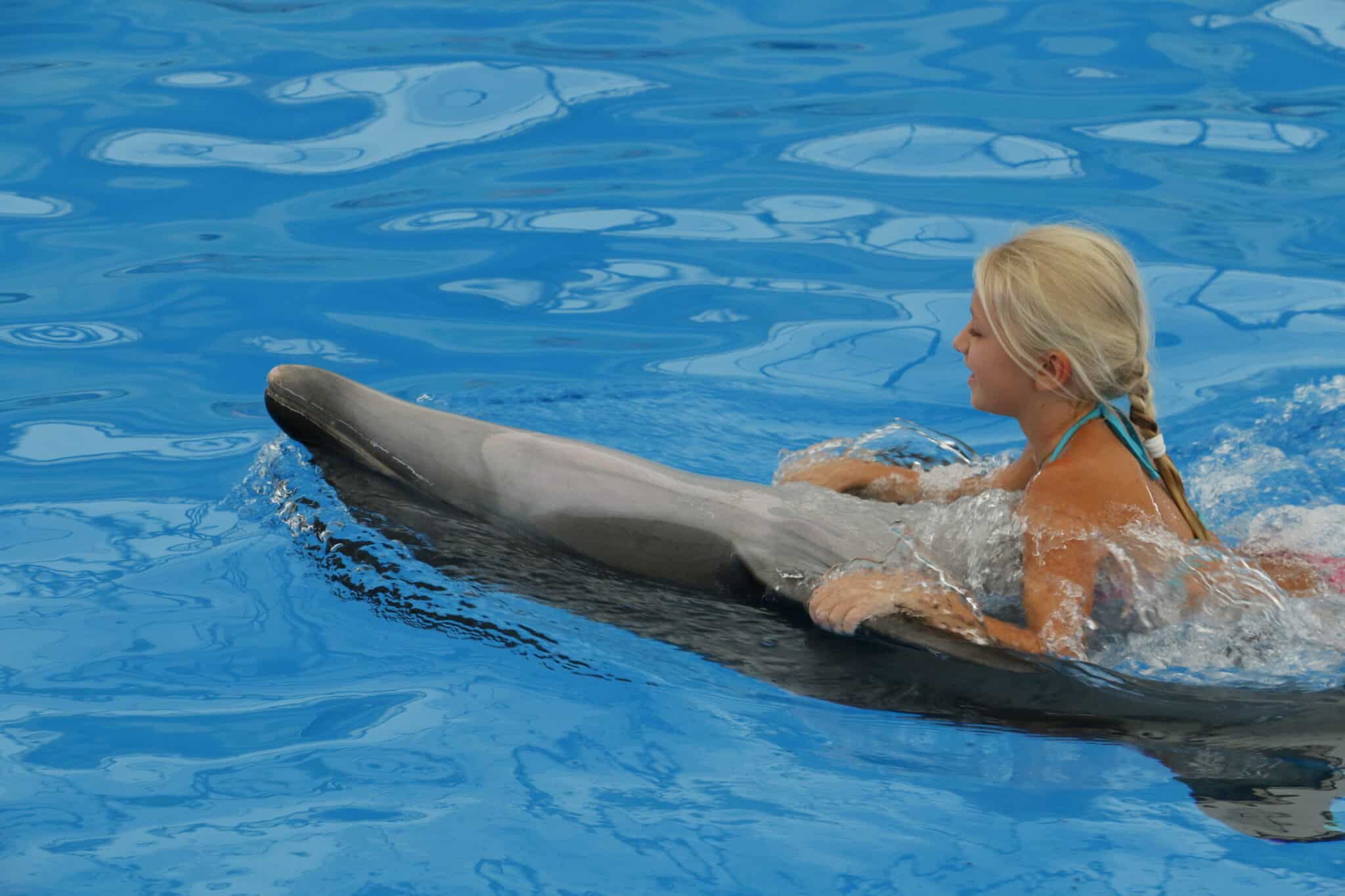 Phuket Combo 6 - Tiger Park, Dolphin Bay (Regular Seat) and Big Buddha with Shared Transfer