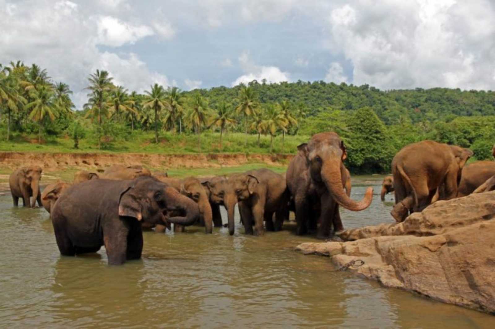 Colombo to Kandy via Pinnawala Elephant Orphanage