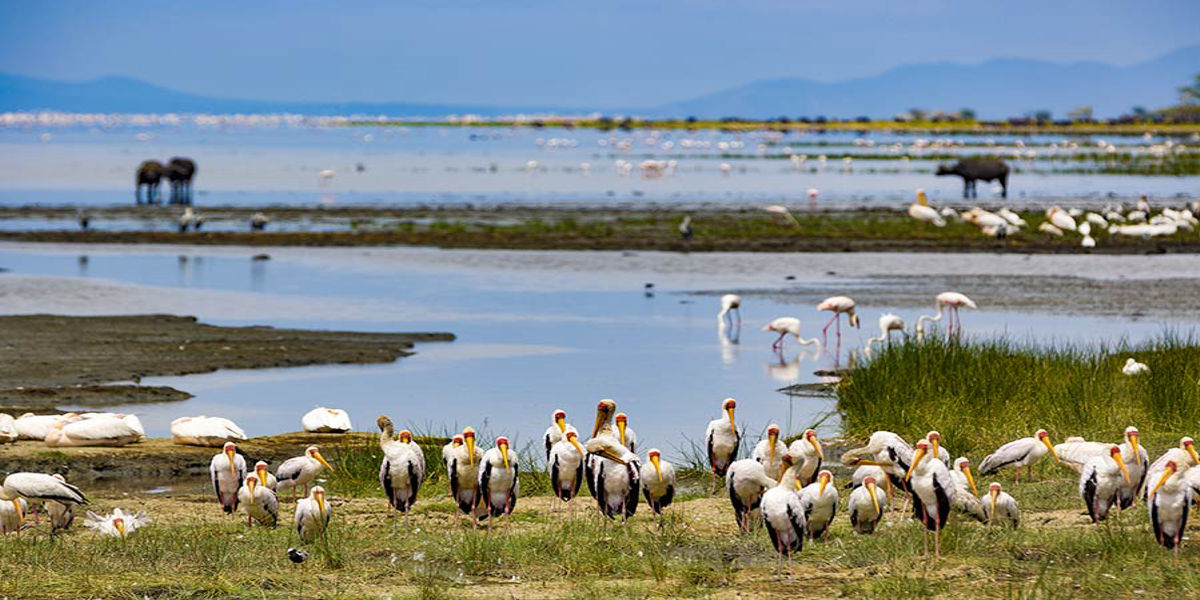 Afternoon Game Drives of the Lake Manyara National Park