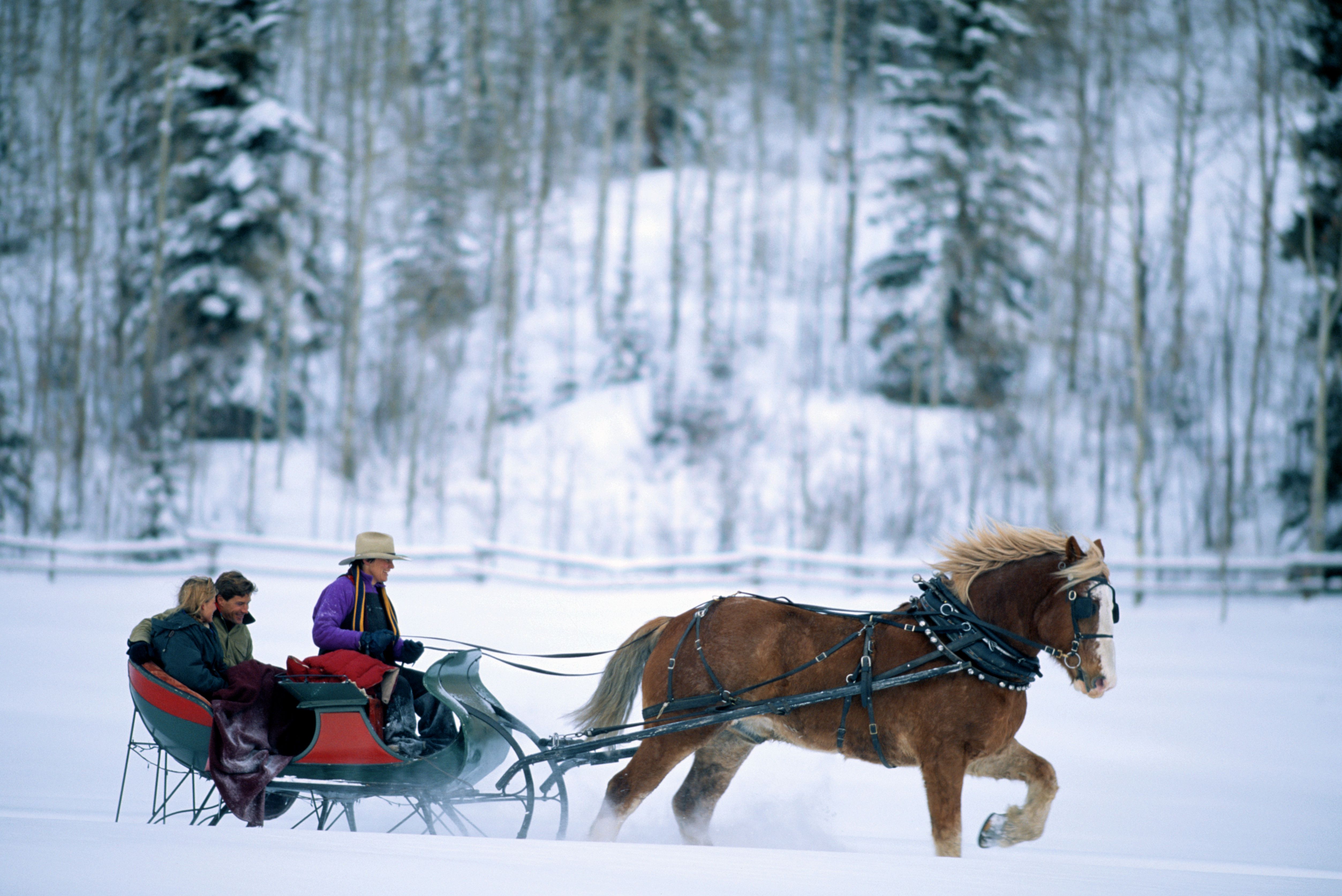 Romantic Aurora Hunting with Horse Sleigh