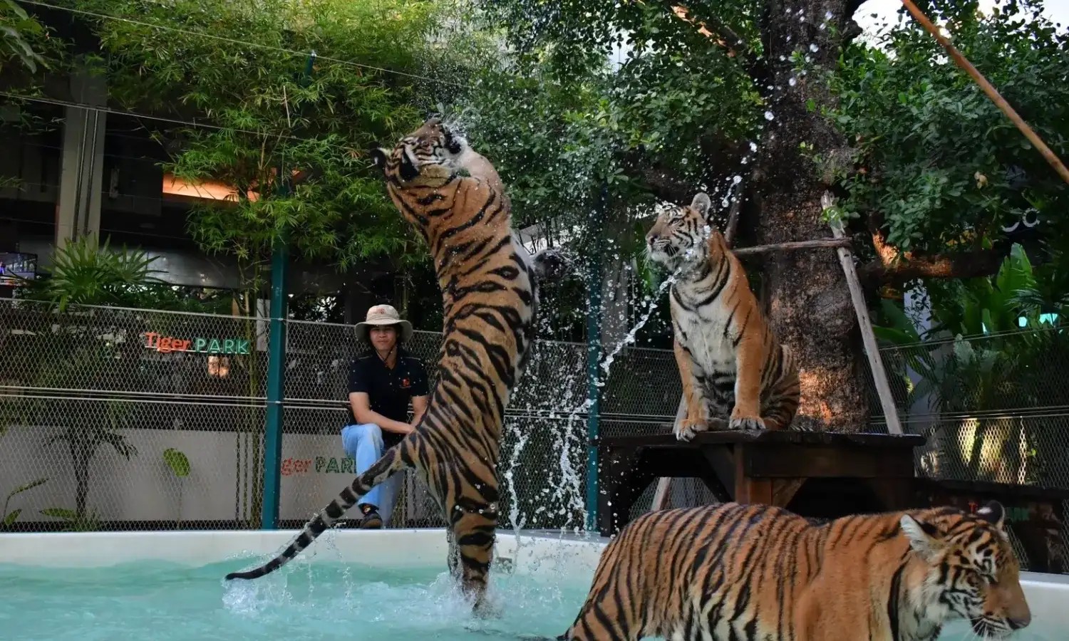 Pattaya-Tiger Park Big Tiger (Entry with Private Transfer) (Over 15 years. 160 cm+)