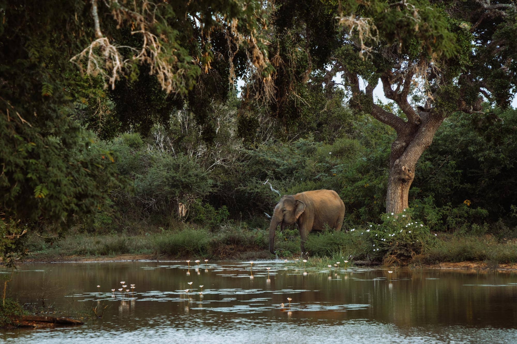 Yala National Park - with Entrance ticket and Safari ticket (Enroute Yala to Galle)
