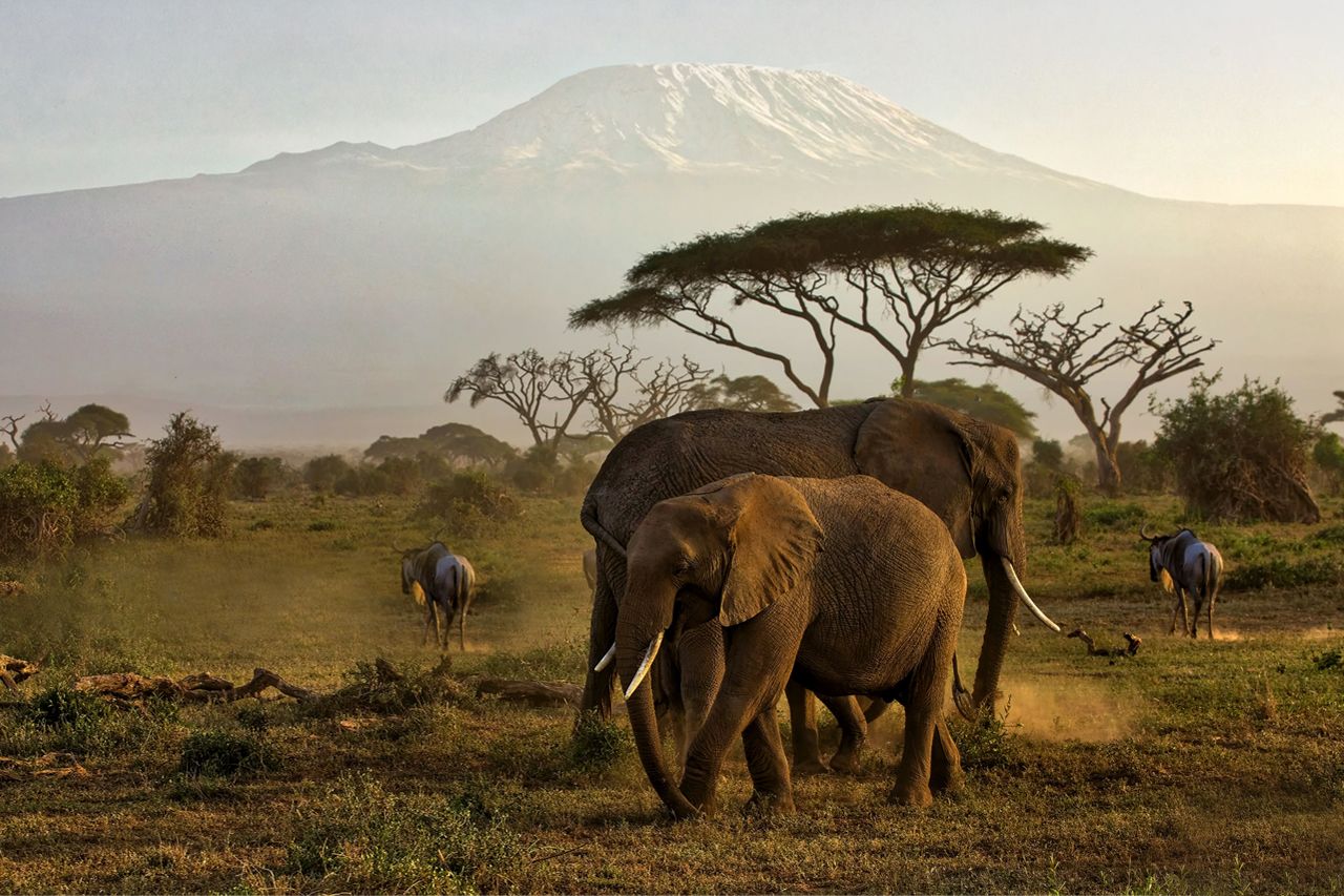 Full day Game Drive at Amboseli National Park