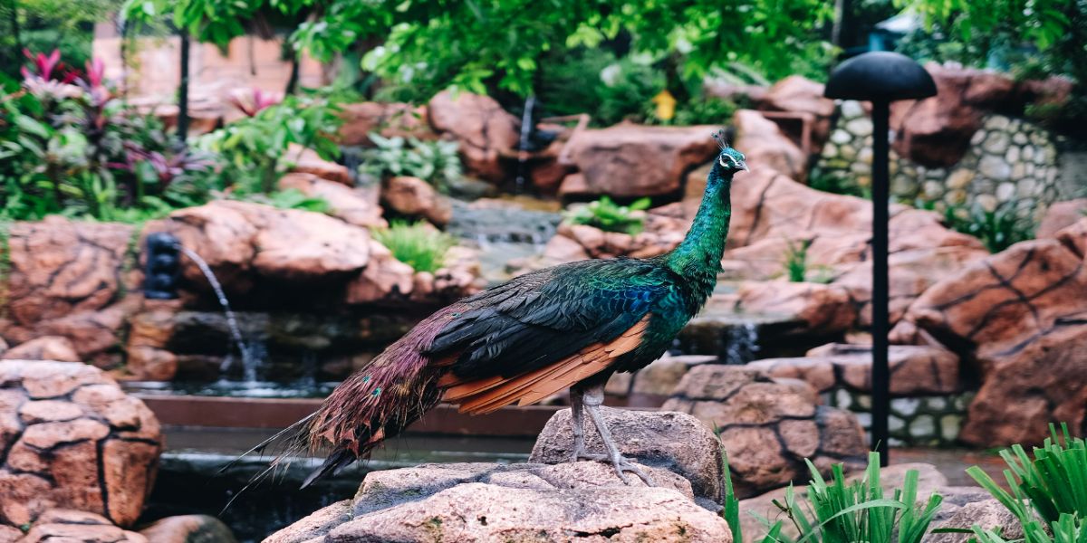 Half Day Tour with KL Bird Park and Aquaria KLCC