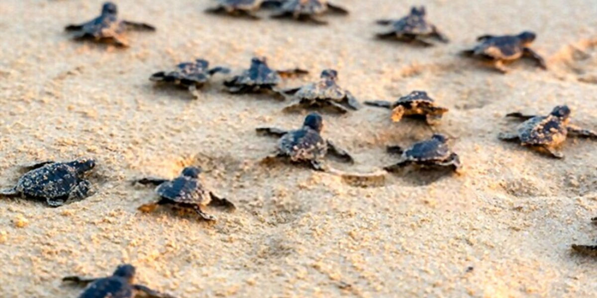Bentota city tour : Experience Madhu River Ride ,Turtle Hatchery & Water sports with Private Transfers