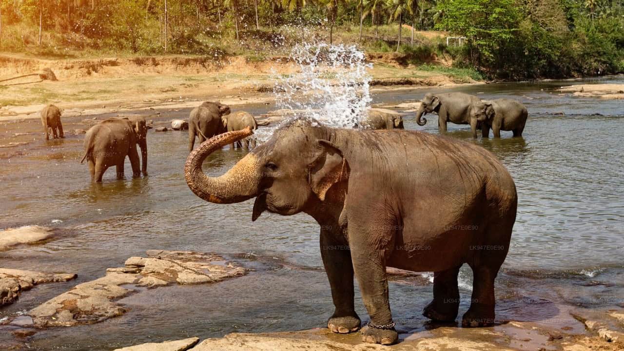 Pinnawala Elephant Orphanage Half-Day Visit