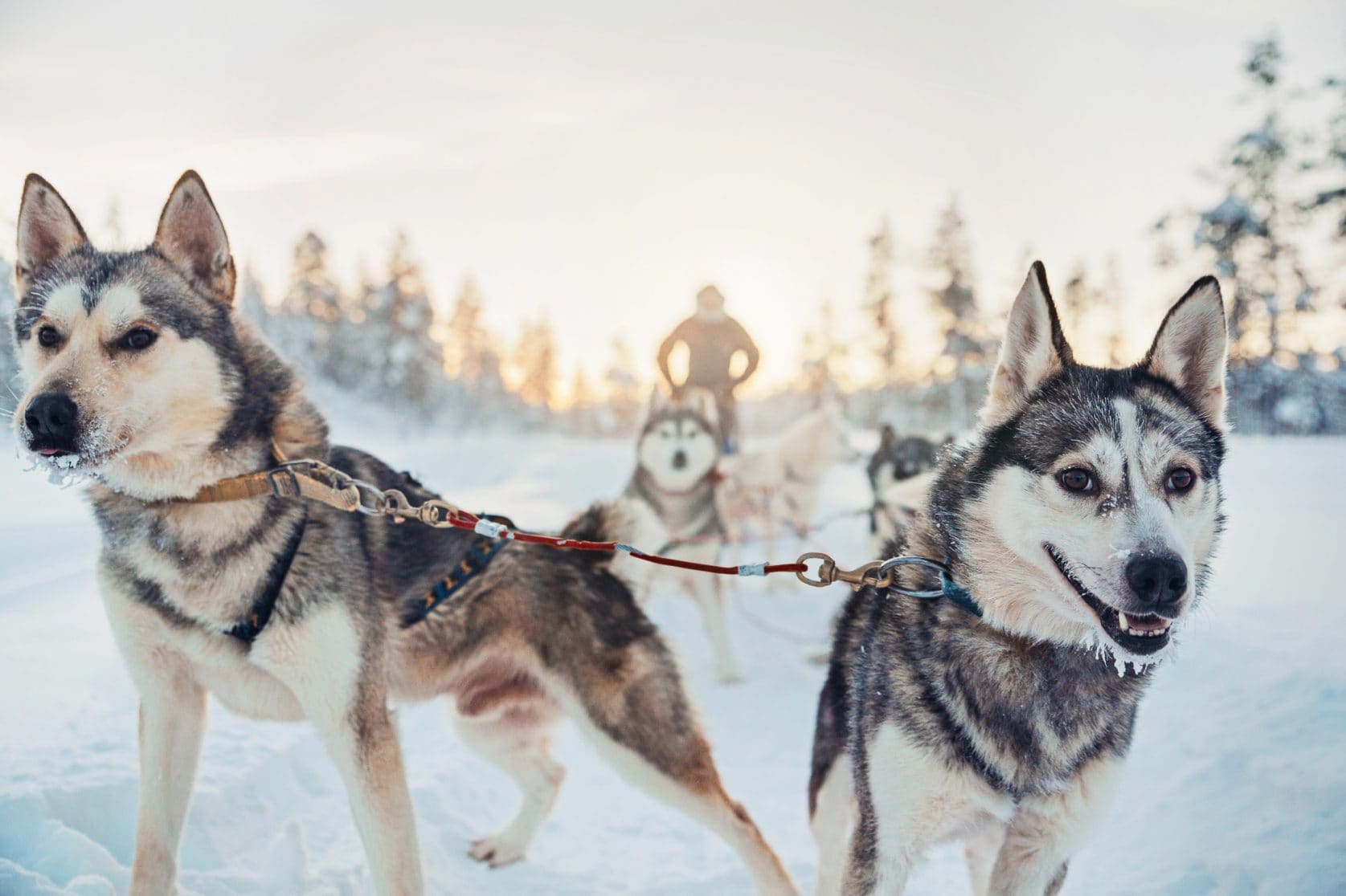 Husky Safari - 2 hours