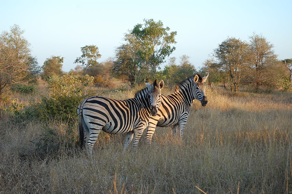 Johannesburg: Affordable 3 Day Safari Adventure in Kruger