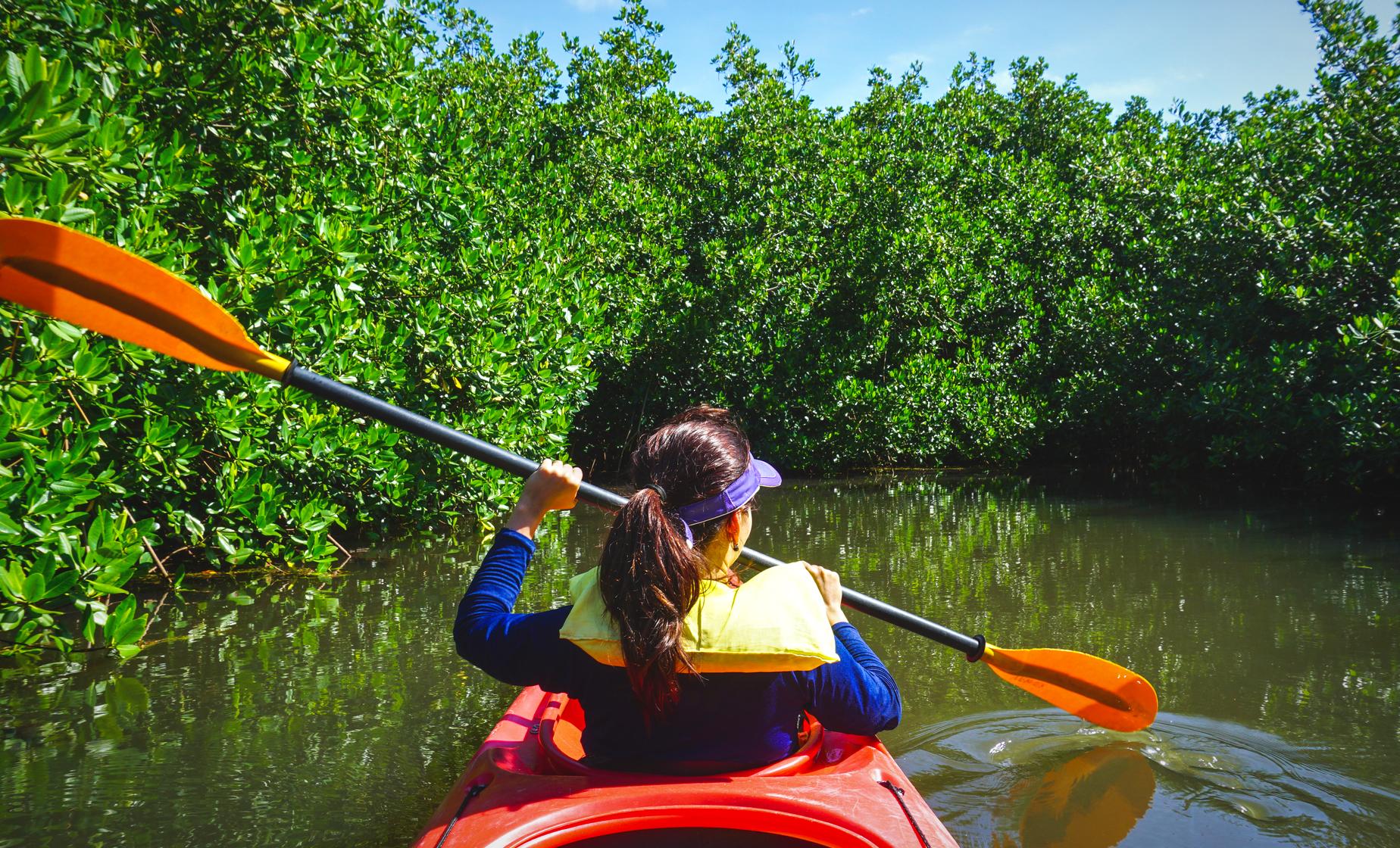 Mangrove Geopark by Kayak with Shared Transfers