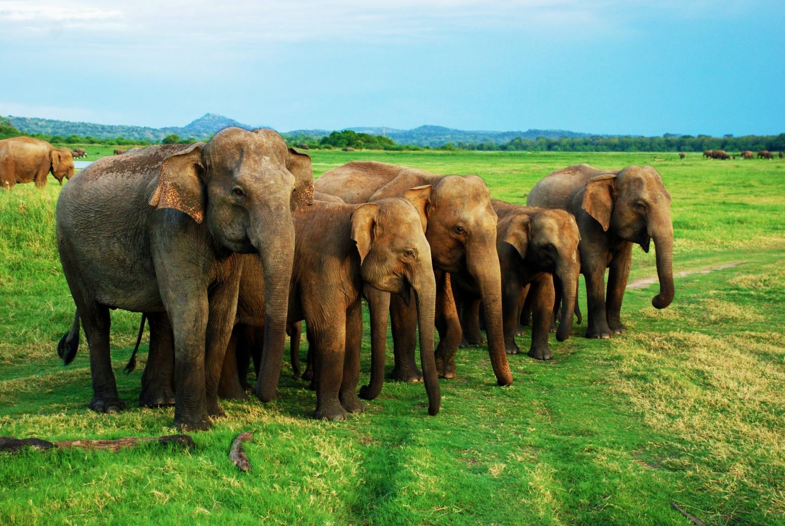 Minneriya National Park – Jeep Safari - SIC Transfers