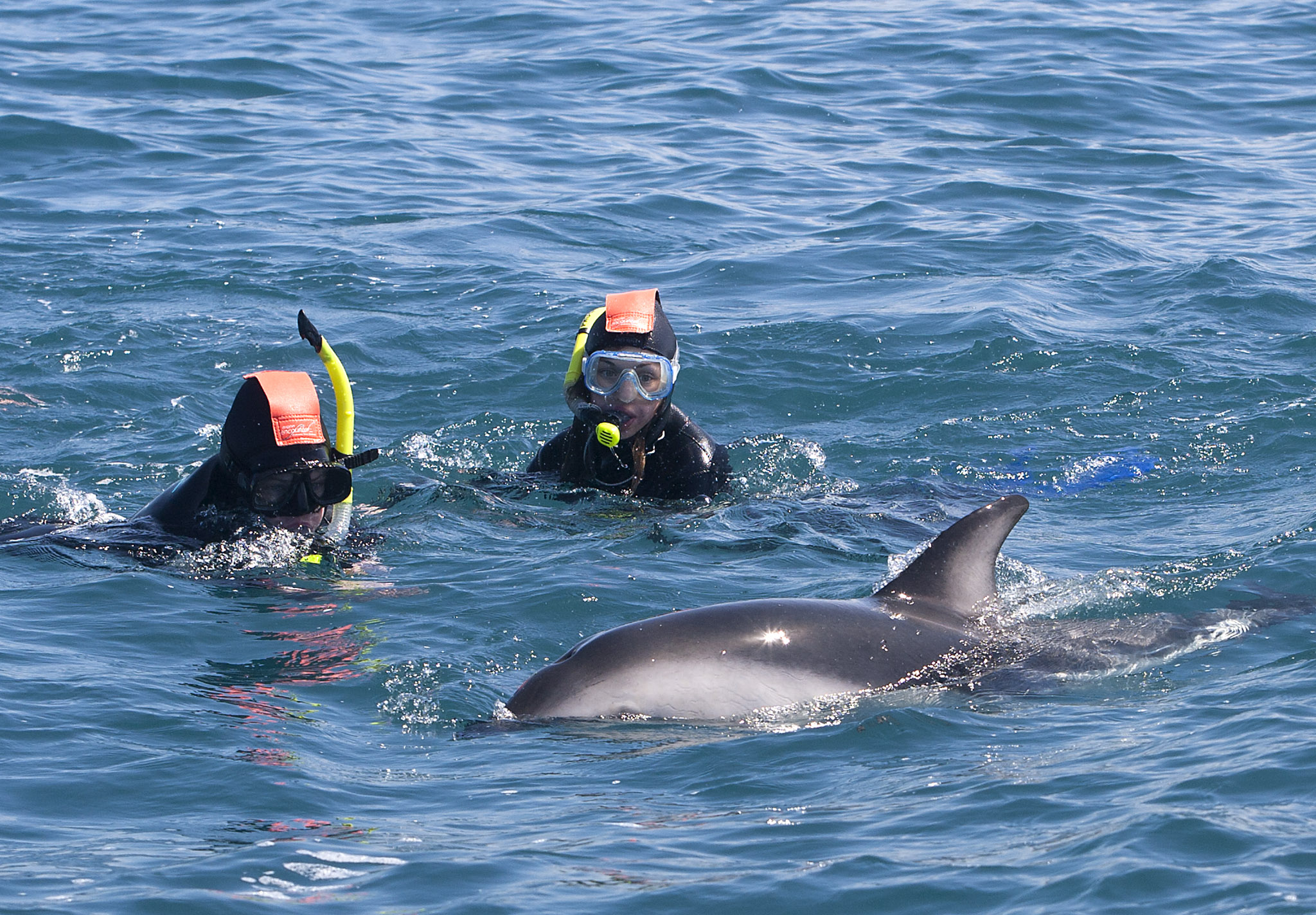 kaikoura swim with dolphins
