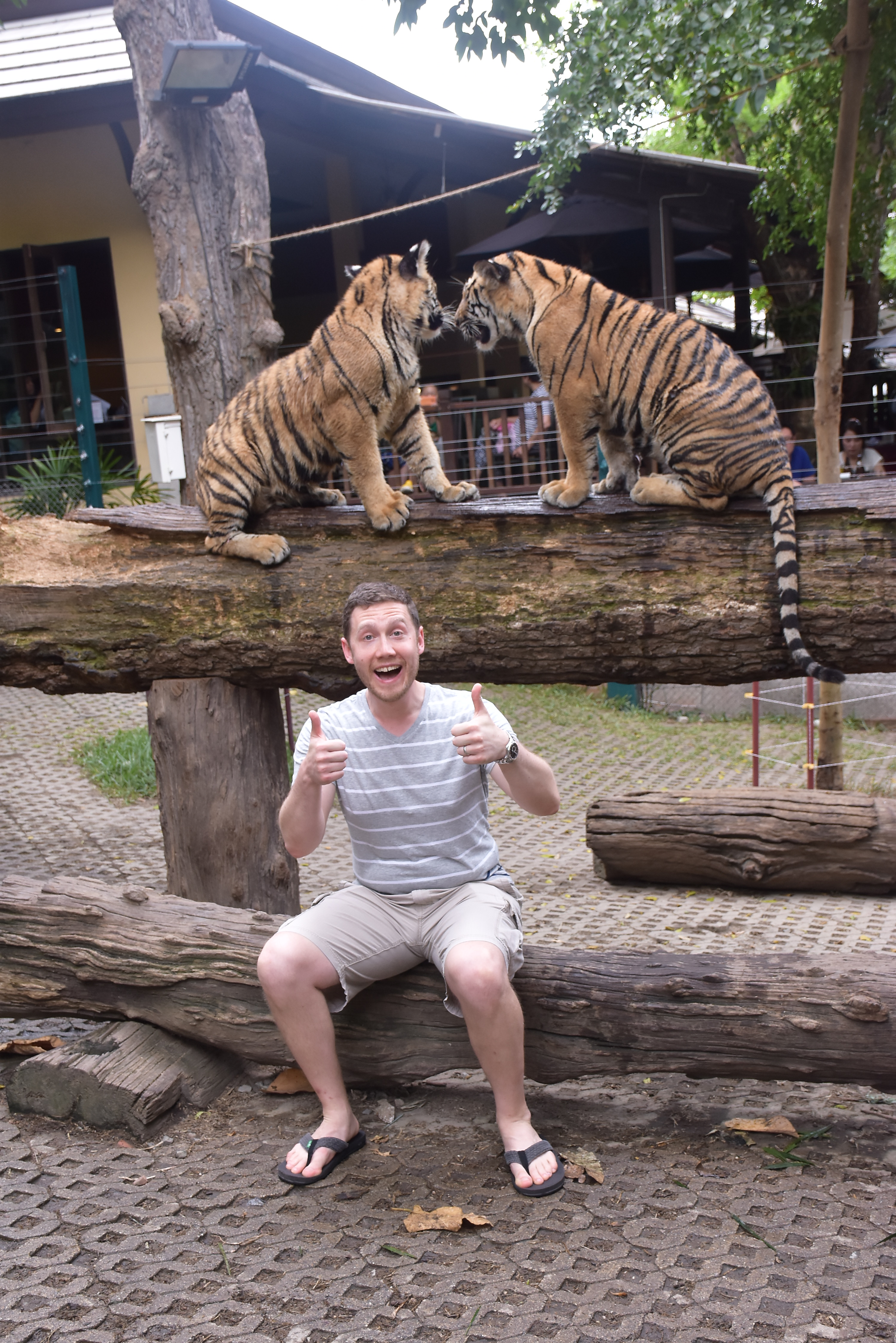 Tiger Kingdom- Take 3 Package ( Cheetah + Big + Medium ) (Pick up for hotels in Patong, Kata, Karon & Kamala)