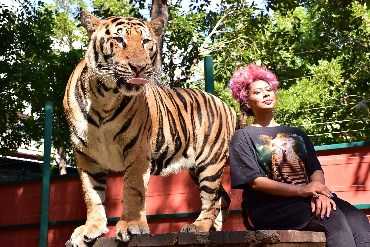 Tiger Kingdom Phuket- Small Tiger With Private Transfers