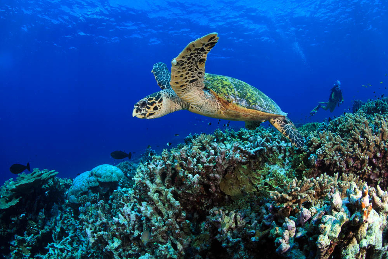 Turtle Hatchery Farm-  Entrance Fee 3 USD Per Person Pay Directly