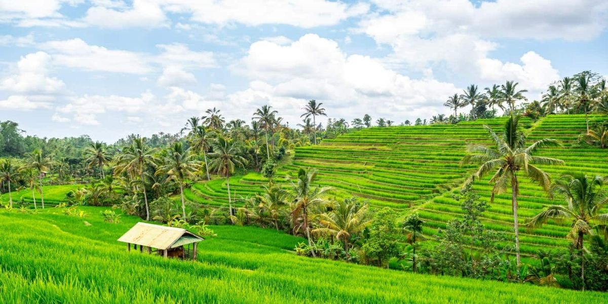 Taman Ayun, Bedugul Twin Lakes, Jatiluwih Rice Terraces & Tanah Lot