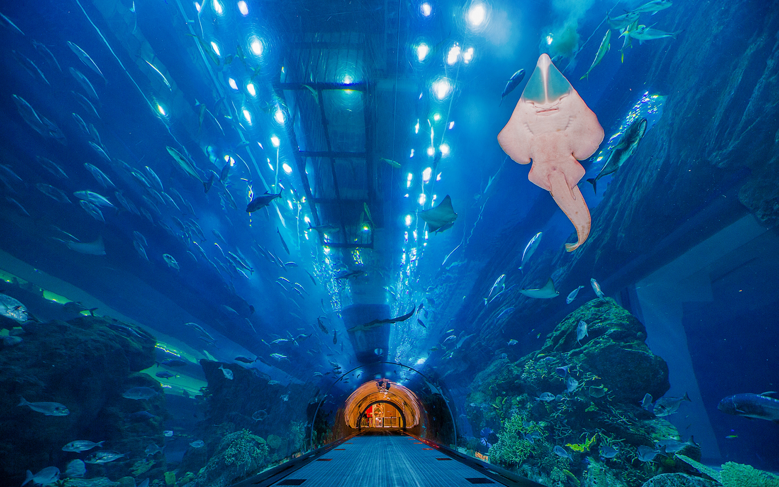 Dubai Wonders Tour: City Tour, Burj Khalifa Non prime hours, Aquarium with Underwater zoo Adventure - Shared and one way private transfers