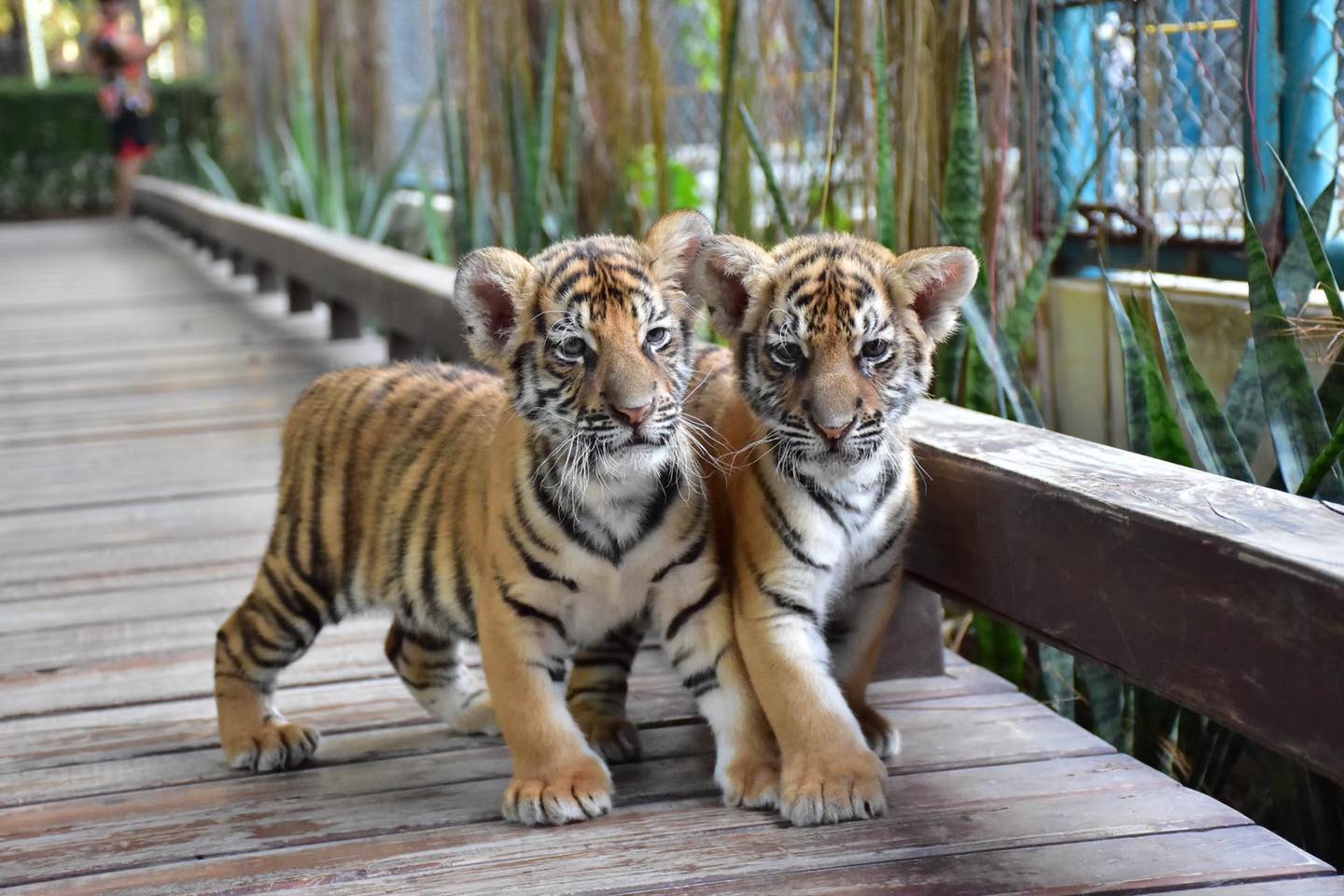 Pattaya-Tiger Park Smallest Tiger (Entry with Private Transfer) (Available for all ages.)
