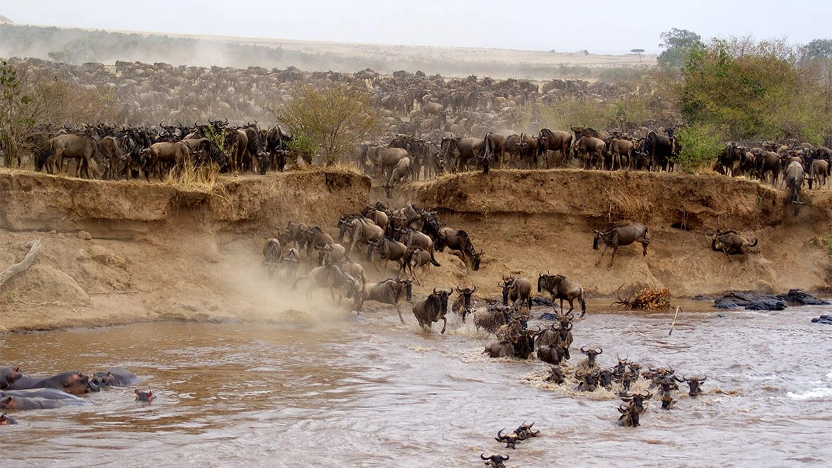 Full Day Game Drives with Packed Lunches or Morning and Afternoon Game Drives with Hot Lunch at the Lodge