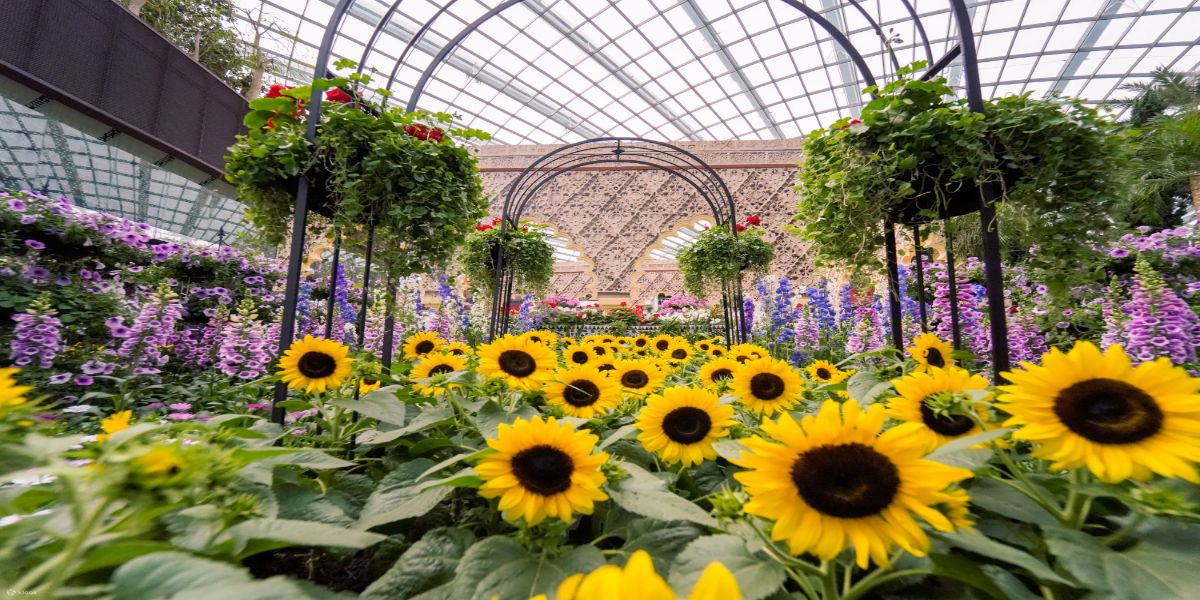 Gardens by the bay OCBC Skyway Super tree observatory Flower dome and Cloud Forest Ticket only