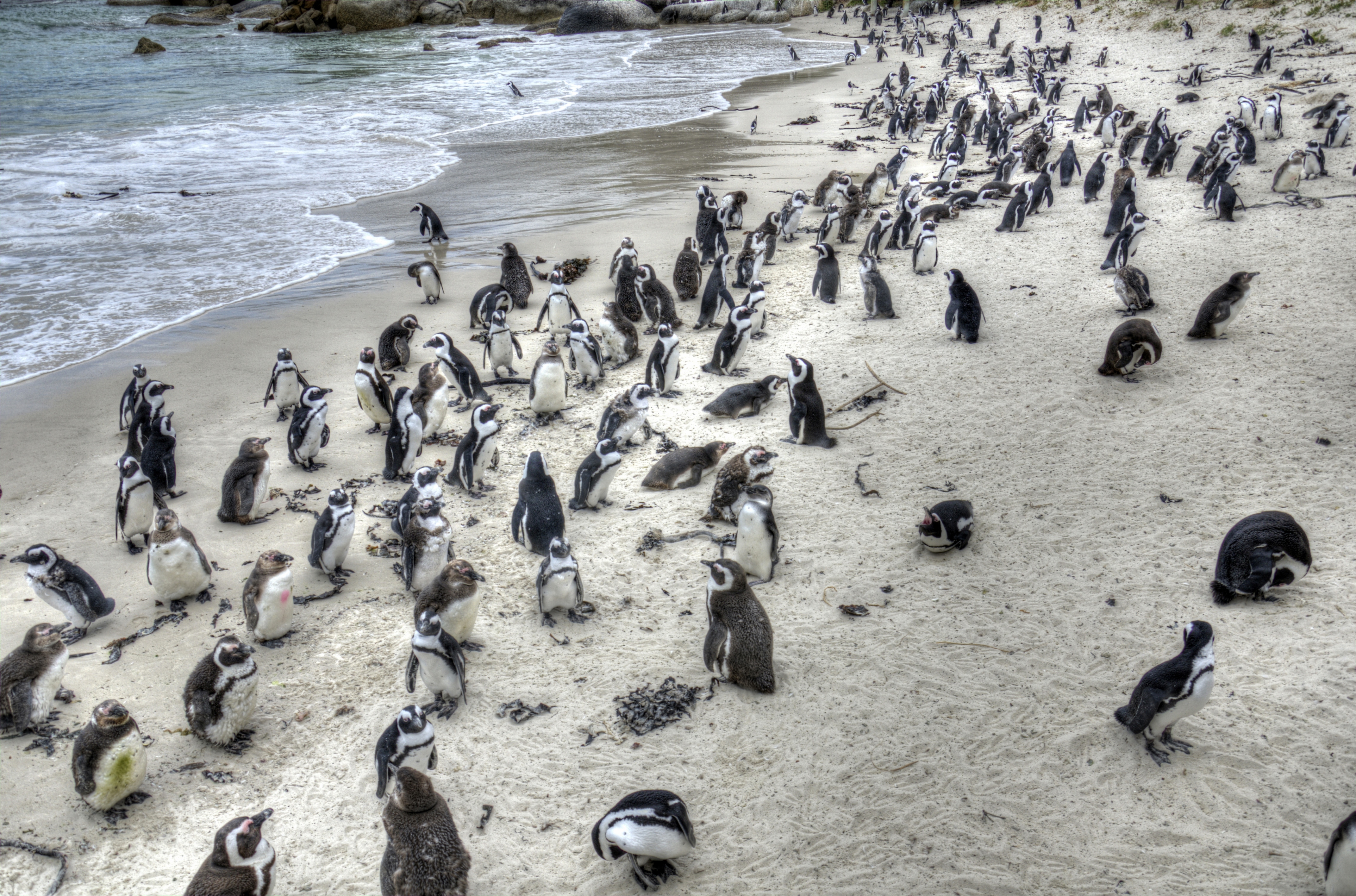 Cape Point and Boulder's Beach Penguins Tour: Including Park fee