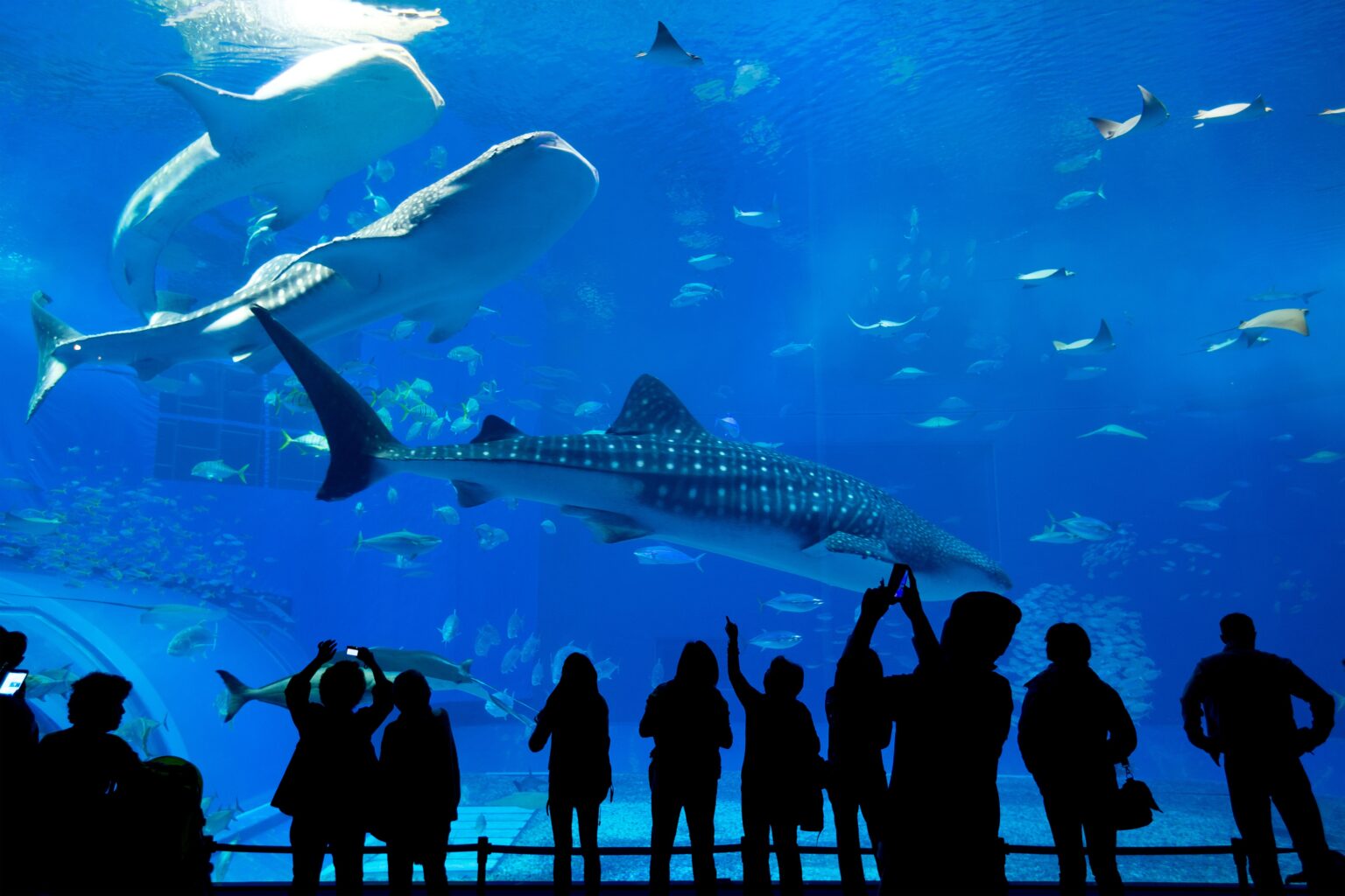 Half Day Langkawi City Tour and Underwater World with Private Transfers