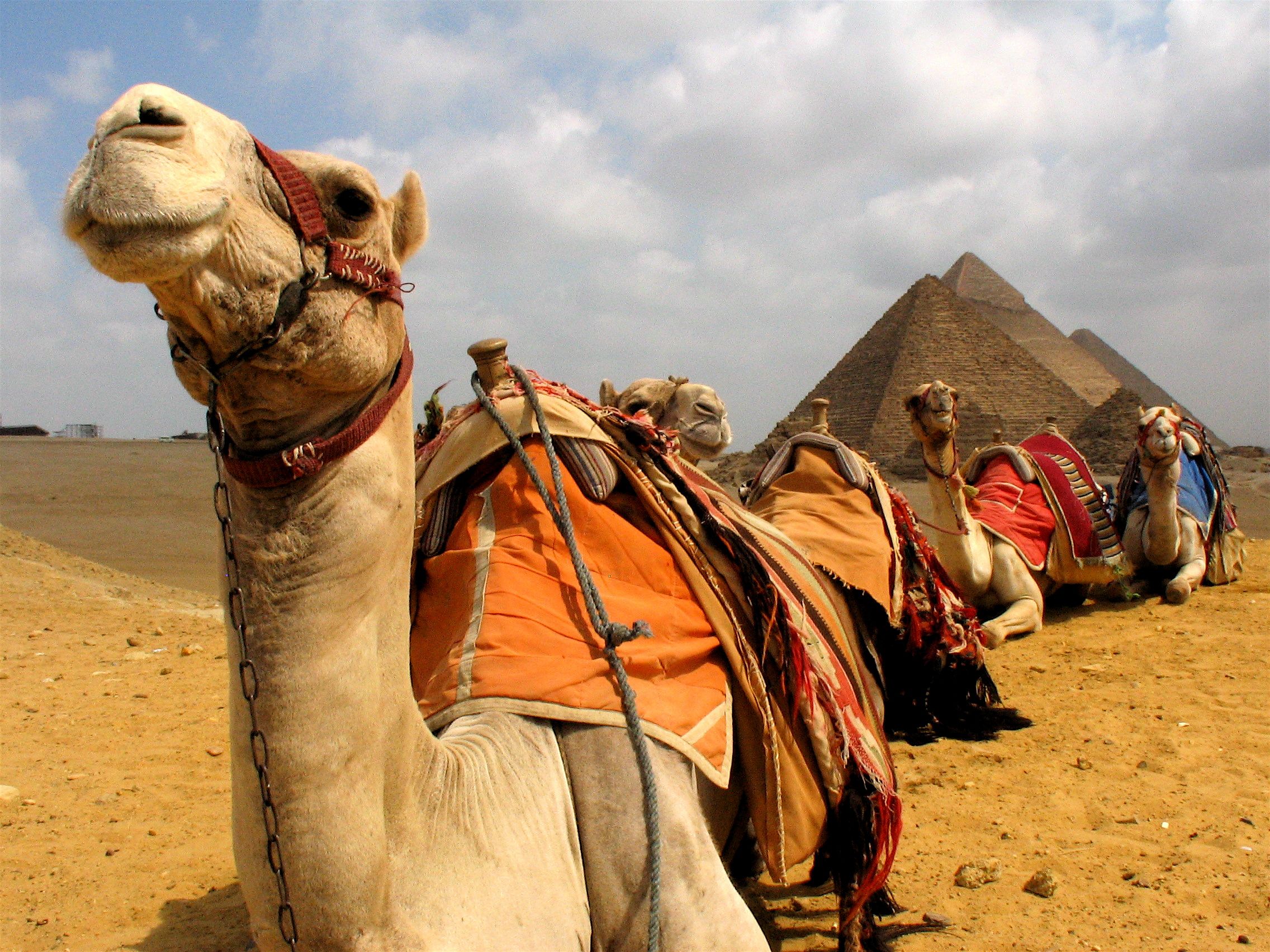 Camel Ride at the Pyramids ( Sunset or Sun Rise) on Shared Basis