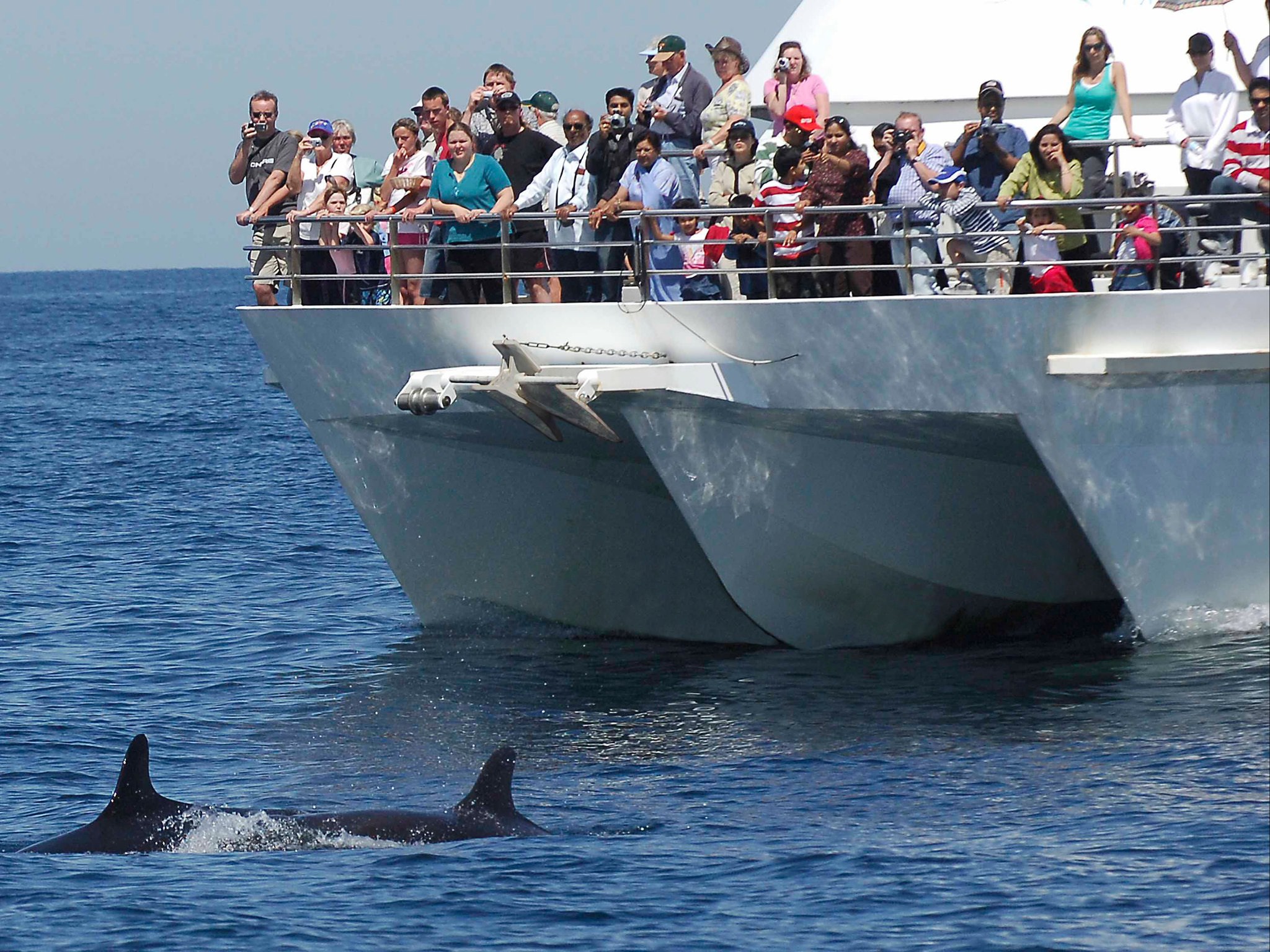 Dolphin & Tangalooma Wrecks Cruise (with Gold Coast Transfers)