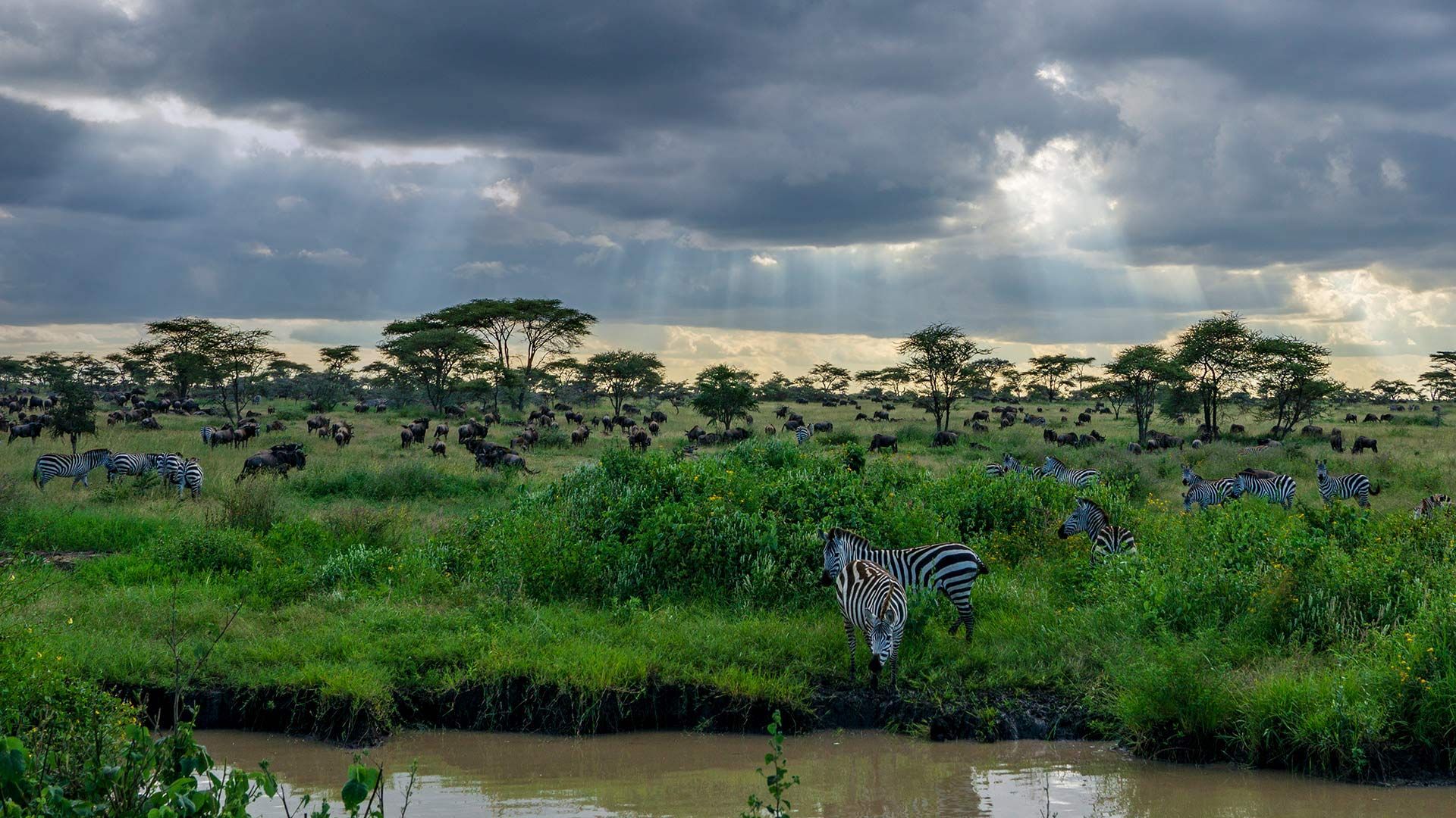 Full Day Game Drives at Serengeti National Park