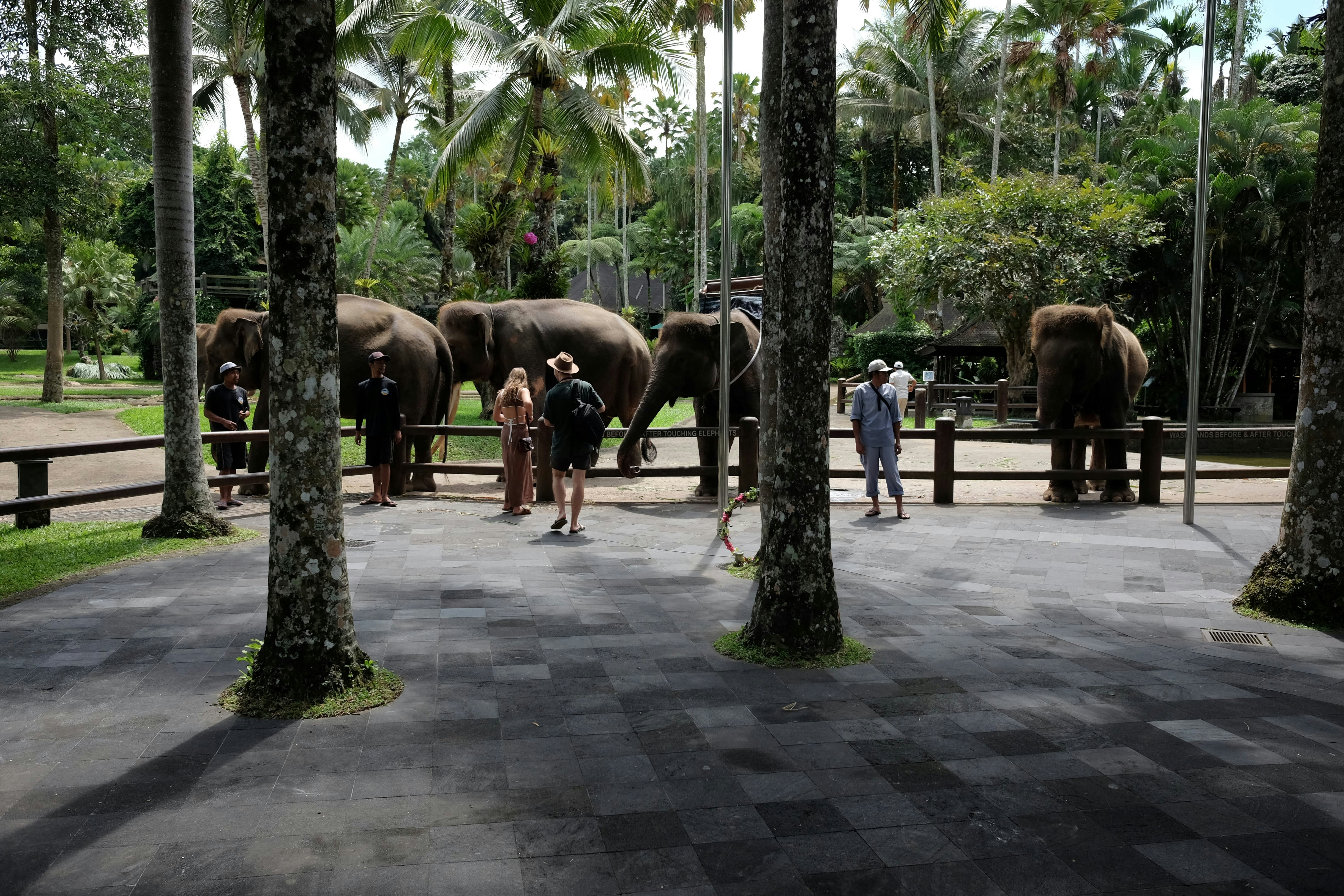 Night Safari Experience at Bali Safari