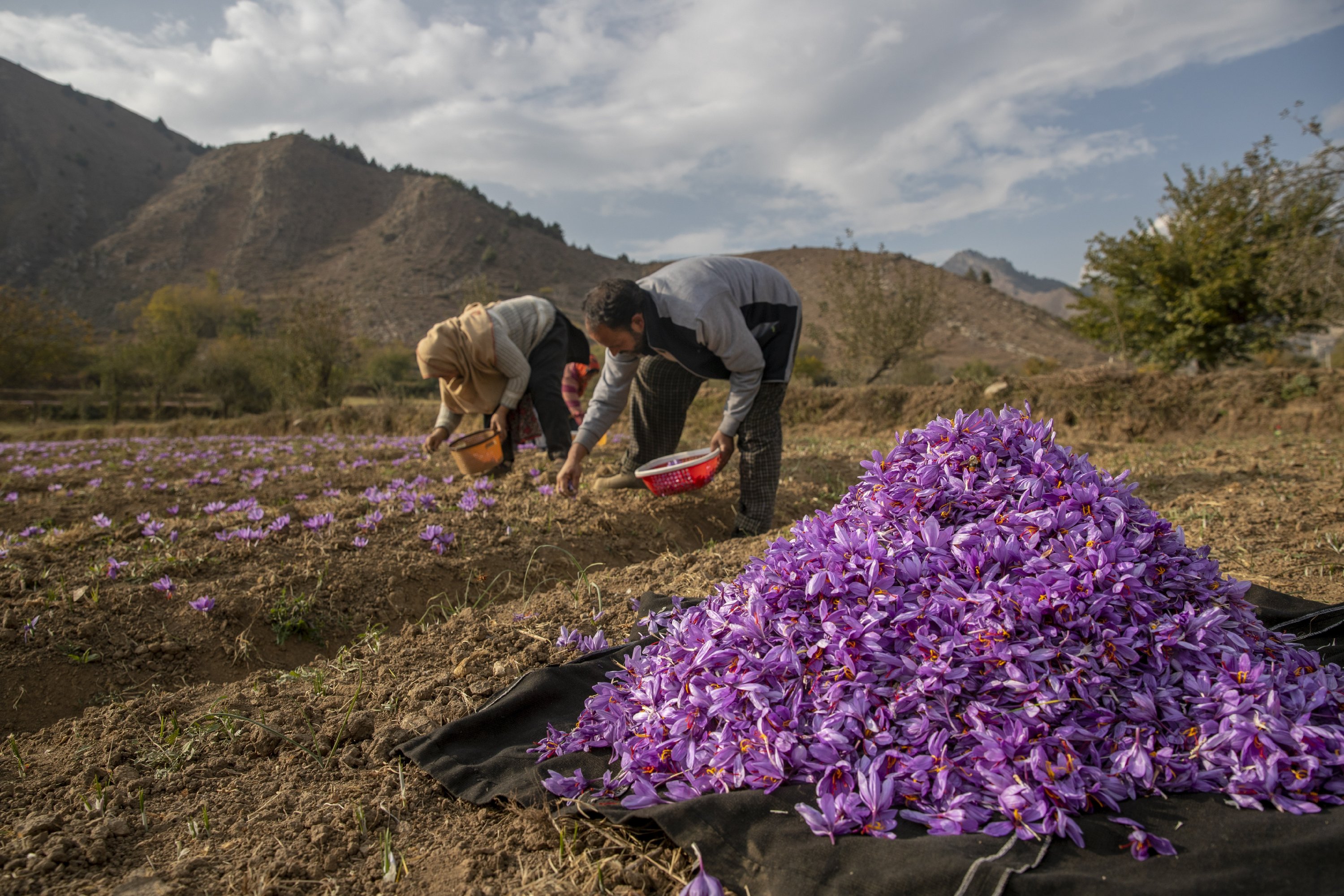 Srinagar to Pahalgam enroute Saffron Fields - Aru Valley, Betab Valley and Chandanwari