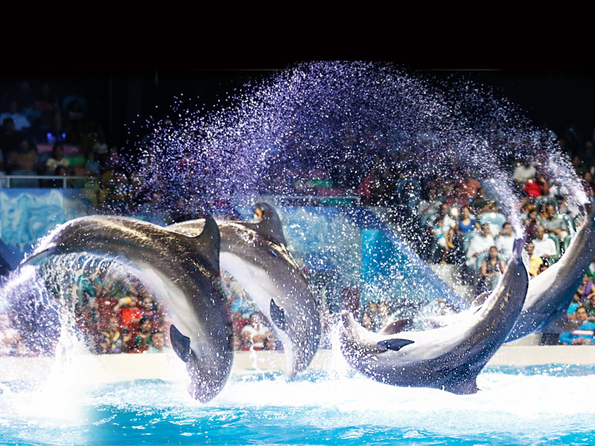 Dolphinarium (tickets only)